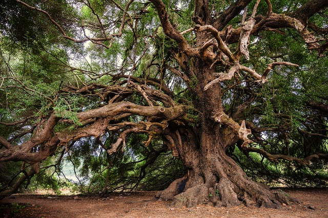 Exploitation and management of the olive tree during prehistoric times in Mediterranean France and S