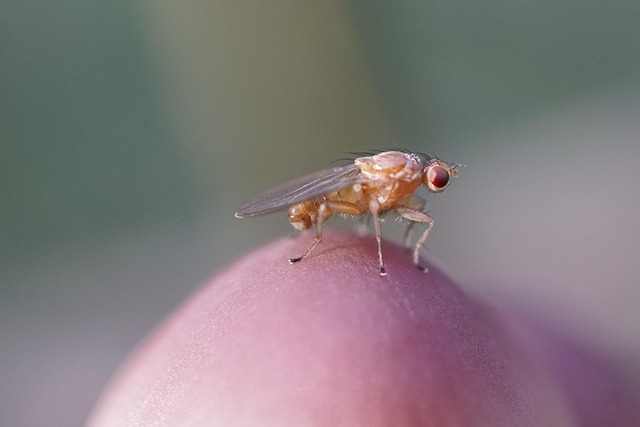 Effects of assay conditions in life history experiments with Drosophila melanogaster
