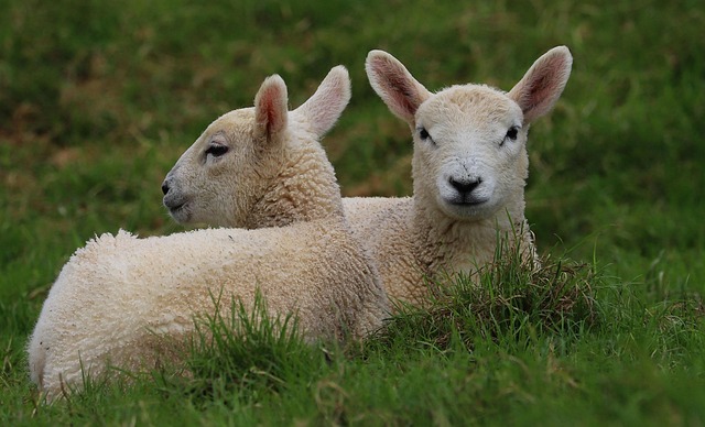 On cloning: Advocating history of biology in the public interest