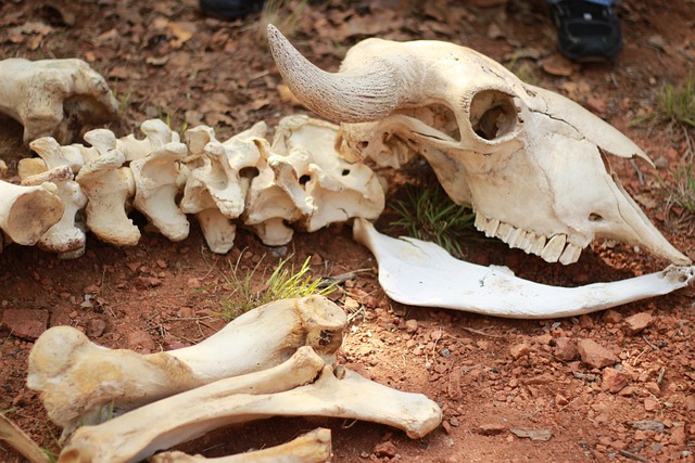 Cut and tooth mark distributions on large animal bones: Ethnoarchaeological data from the Hadza and