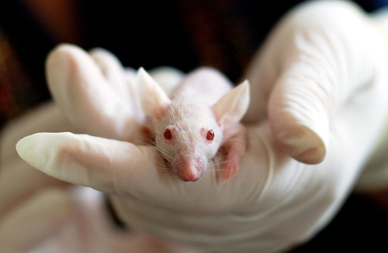 Transforming animal species: The case of 'oncomouse'