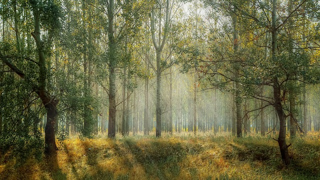 Irreversible impact of past land use on forest soils and biodiversity