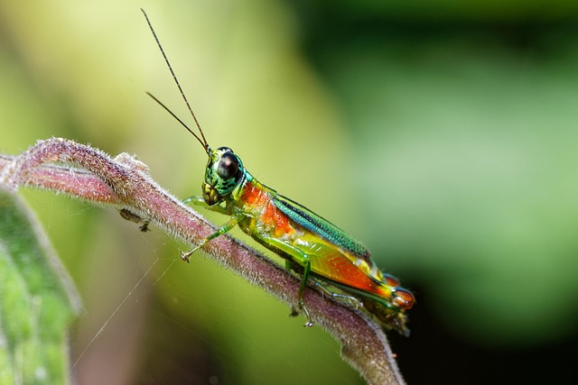 When bugs sing
