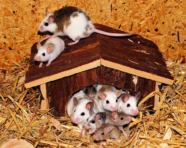 The long-term effect of high- and low-rate responding histories on fixed-interval responding in rats