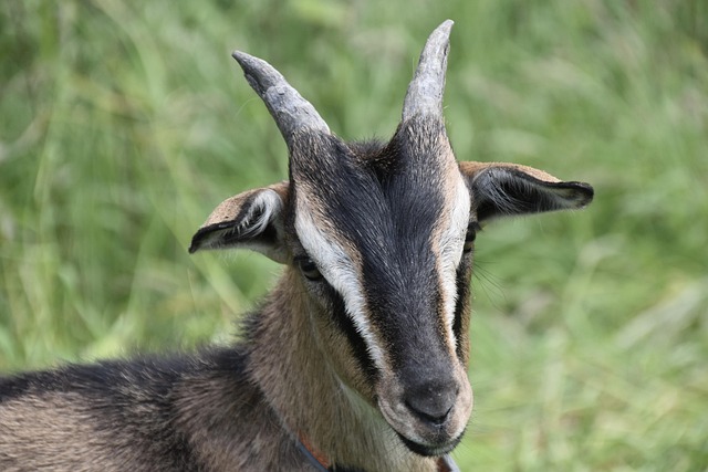 Life-history correlates of horn asymmetry in mountain goats